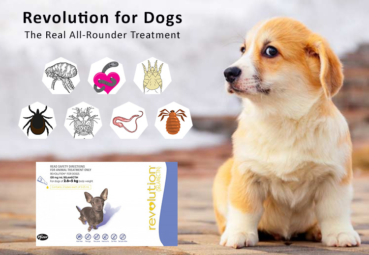 Revolution For Dogs The Real All Rounder Treatment