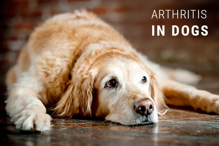 Arthritis in Dogs