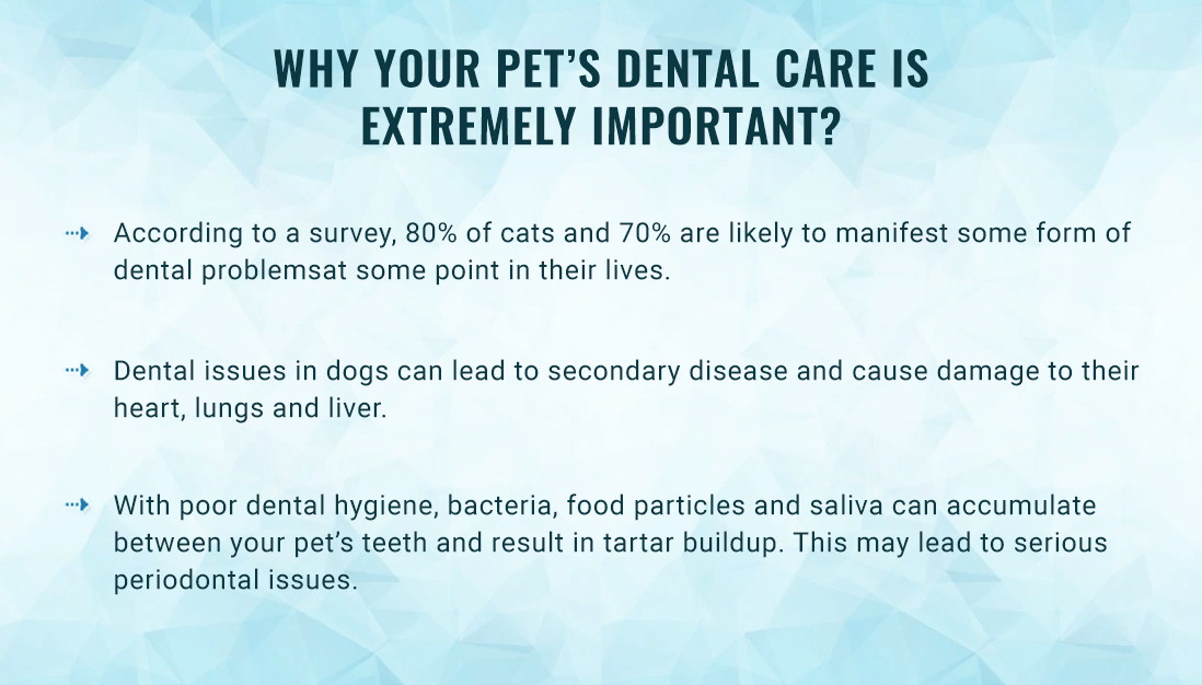 Pet’s Dental Care is extremely important