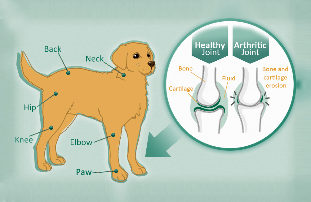 help your pet deal with arthritis 