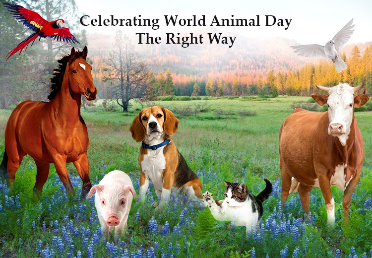 celebrating-world-animal-day-the-right-way