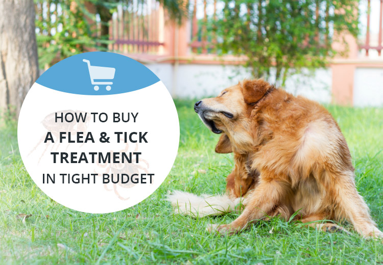 Tips and Treatments for Getting Rid Of Flea And Tick